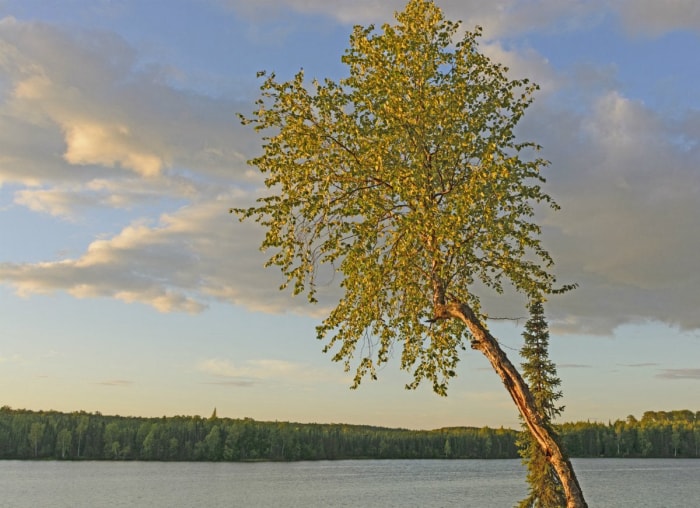 10 arbres qui causent des problèmes dans votre jardin