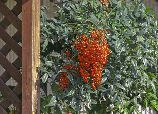 Plante de Nandina domestica rouge