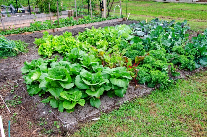 Plusieurs types de légumes à feuilles poussent dans un jardin