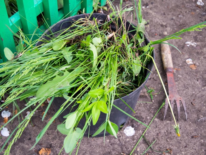 Gros plan de plantes dans un pot sur le sol. 