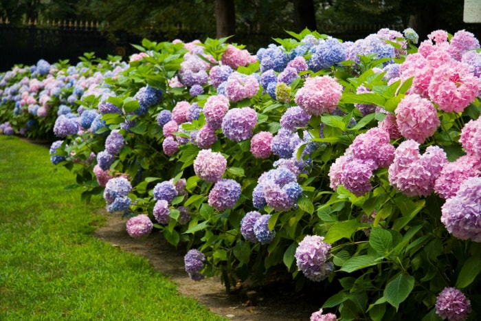 Fleurs d'hortensia boule de neige multicolores