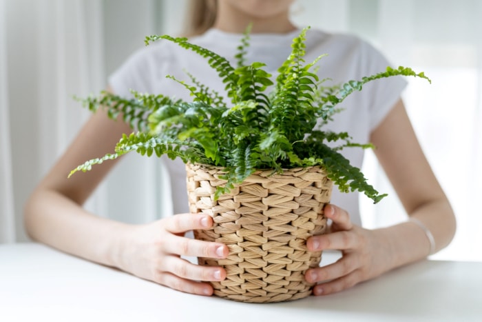 Femme tenant une fougère en pot