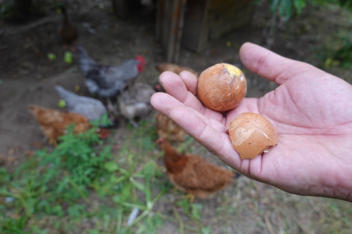 les poules mangent des oeufs, comment empêcher les poules de manger des oeufs, oeufs dans le poulailler. oeufs coq