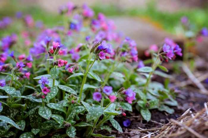 Fleurs de pulmonaire violettes et roses poussant sur le sol.