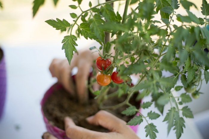 La ferme de 12 pouces : 12 aliments que vous pouvez facilement cultiver dans des conteneurs