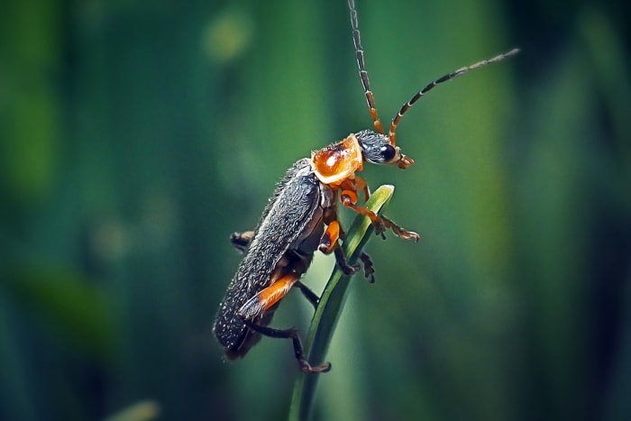 coléoptère soldat noir et orange perché à la verticale sur un brin d'herbe