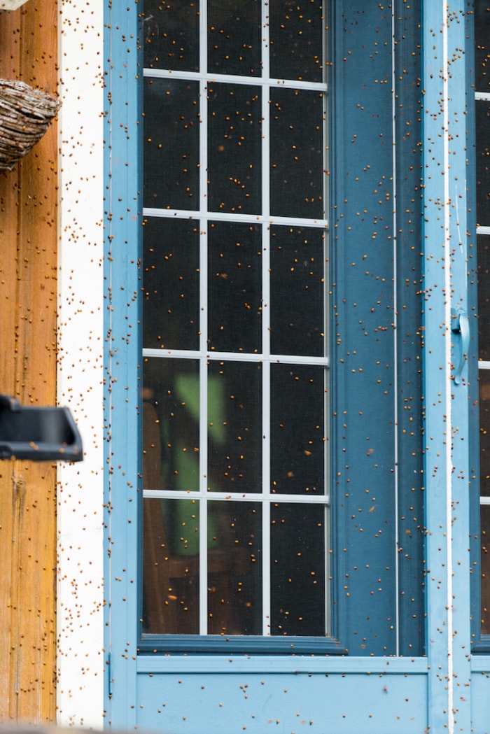 Infestation de coccinelles à l'extérieur de la maison - comment se débarrasser des coccinelles