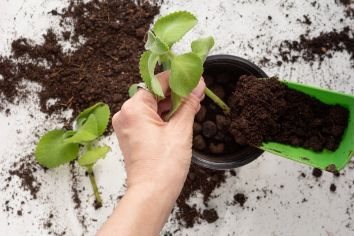 Multiplication des plantes Boutures de menthe