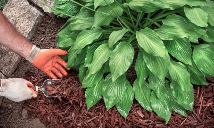 Jardinier portant des gants, ajoutant du paillis rouge à une grande plante verte de jardin.