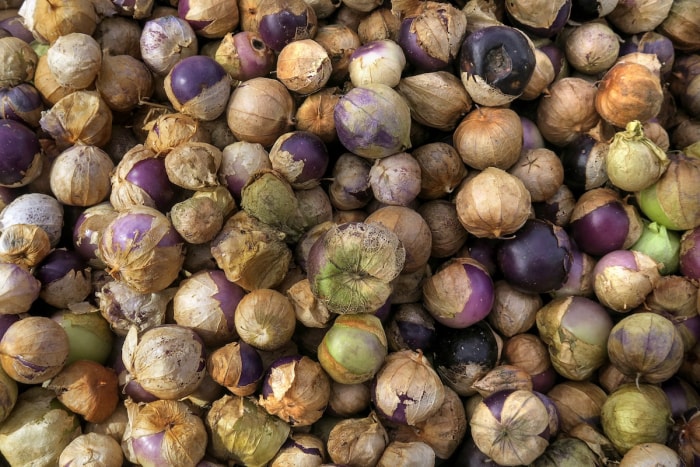 Les tomatillos violets récoltés sont rassemblés en tas.