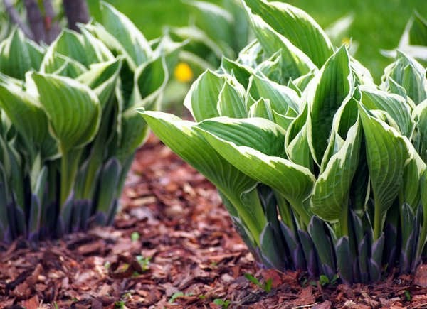 Hosta (Hosta spp.)