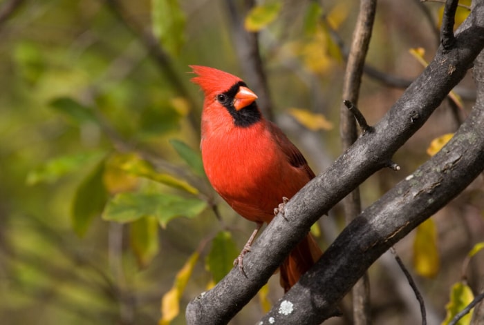 comment attirer les cardinaux