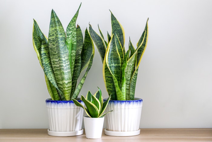 Deux plantes serpent Dracaena trifasciata sur une table en bois à la maison