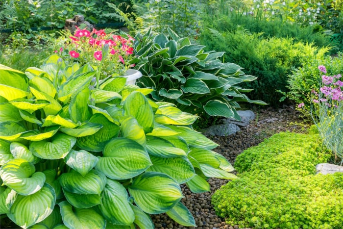 Un parterre de fleurs rempli de plantes vertes et luxuriantes. 