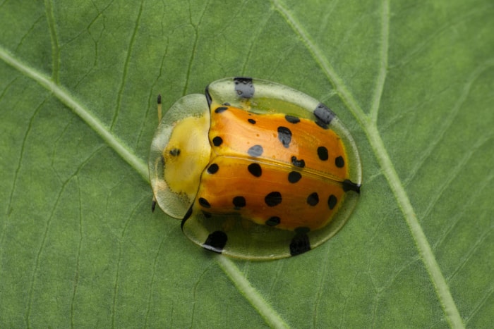 tortue dorée tachetée d'orange et de noir sur une feuille verte