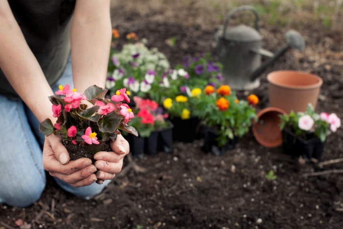 Personne plantant des fleurs dans un jardin