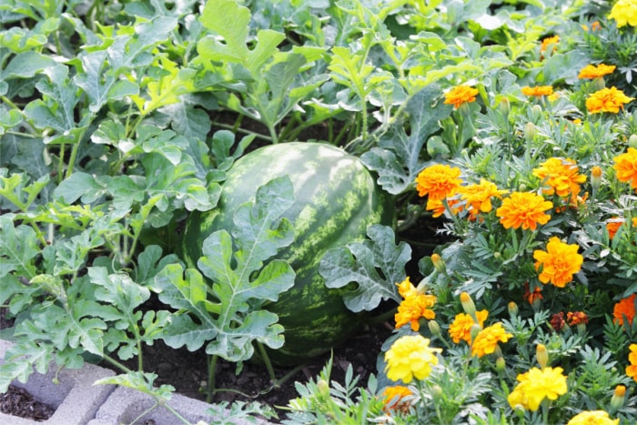 Un parterre de fleurs avec des pastèques qui poussent dedans.