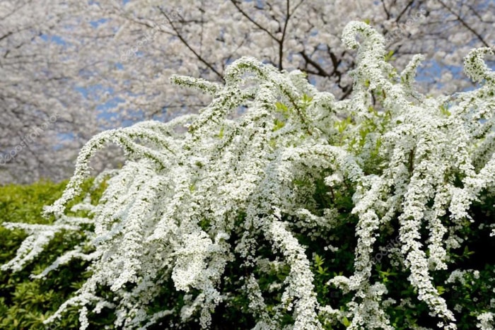 Un grand arbuste de spirée aux longues branches pleines de fleurs blanches.