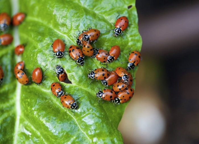 6 bestioles de jardin bénéfiques que vous pouvez acheter en ligne