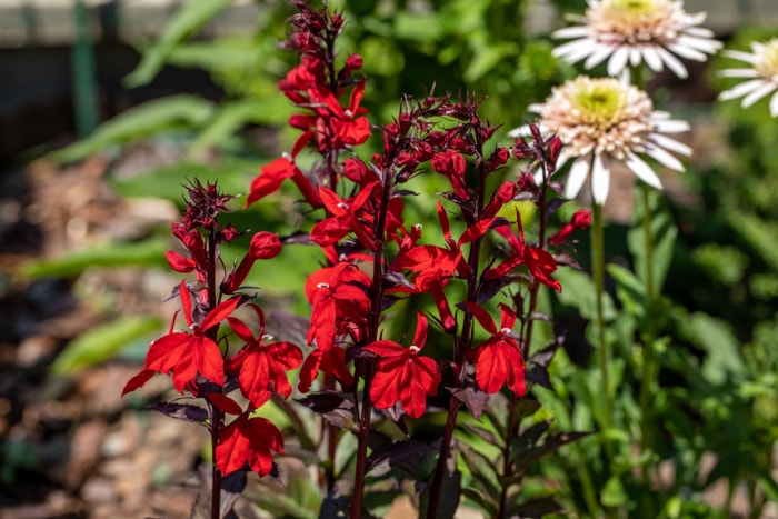 Fleur cardinale (Lobelia cardinalis) poussant devant un feuillage vert.