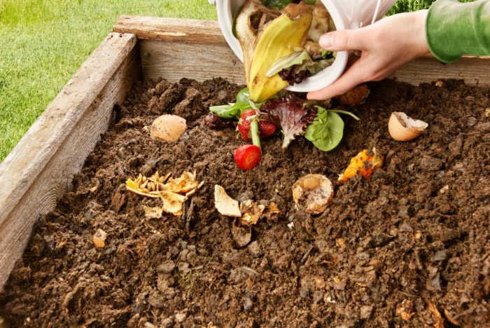 Une personne verse des restes de table, notamment des pelures de banane, des coquilles d’œufs et des restes de nourriture, dans un lit de jardin surélevé.