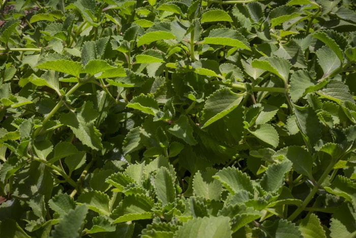 iStock-1434208177 plante d'origan de jardin antiparasitaire