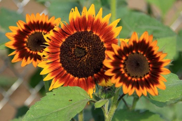 10 faits amusants sur les tournesols