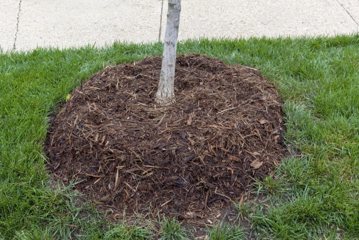 Un arbre est entouré de paillis à côté d'un trottoir.