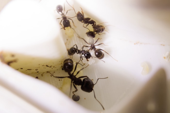 Fourmis dans la salle de bains