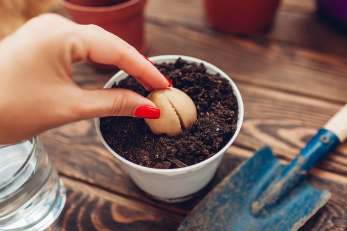 Choisir des plantes pour le jardinage d'intérieur