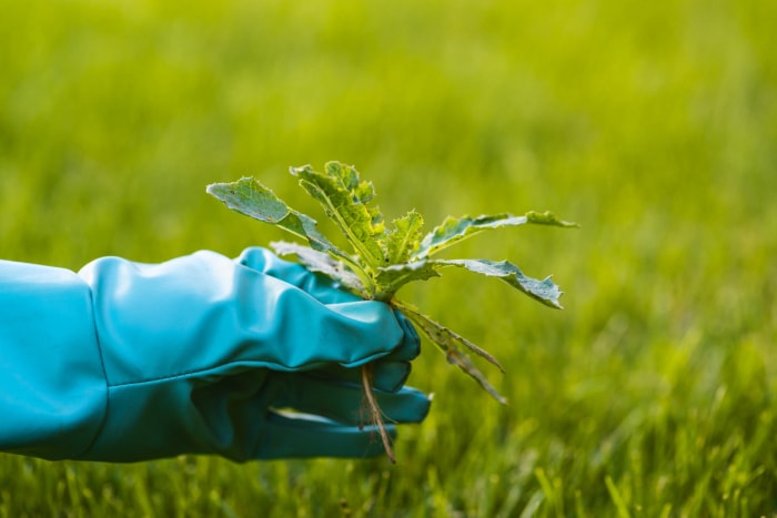 Conseils pour arracher les mauvaises herbes