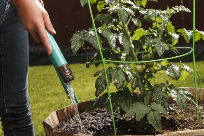 Une personne arrose son plant de tomates avec un tuyau d'arrosage