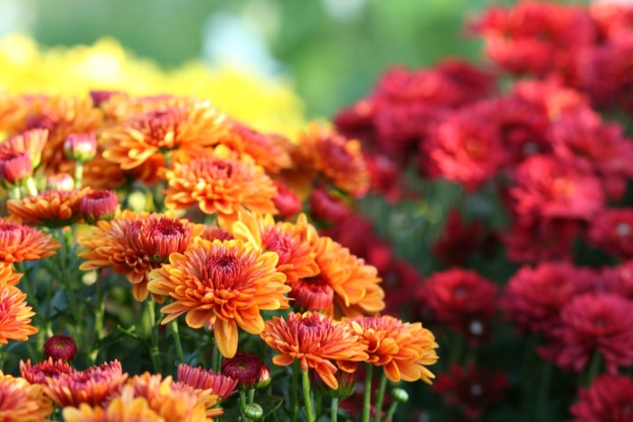 Gros plan de fleurs orange rougeâtre.