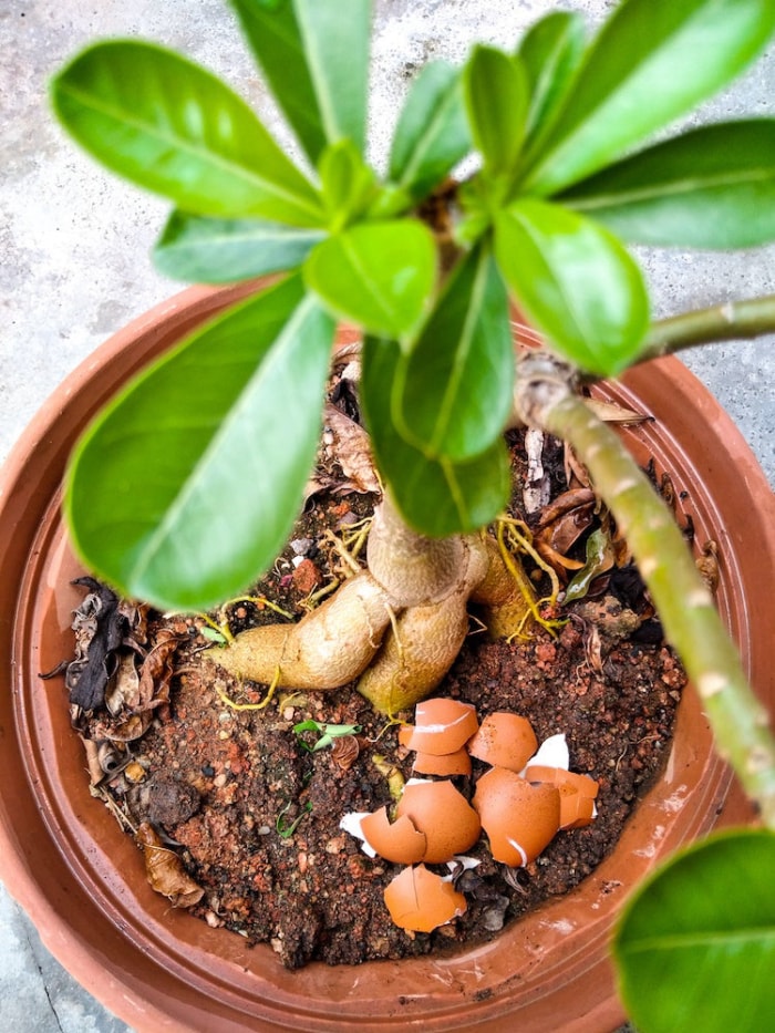 13 restes de cuisine bons pour vos plantes