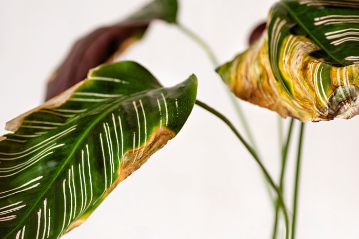 Calathea aux feuilles jaunissantes