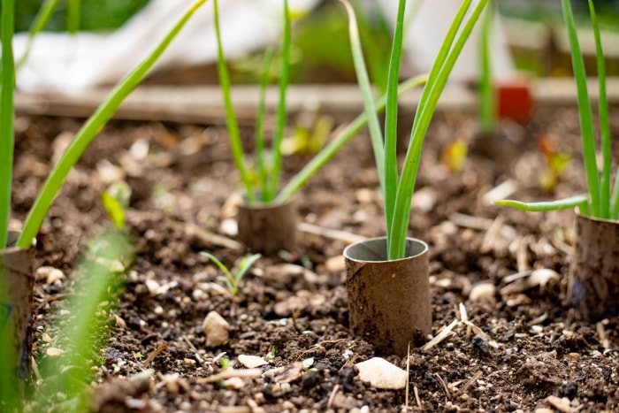 Tubes de papier hygiénique en carton plantés dans un jardin autour des légumes pour prévenir les vers gris.