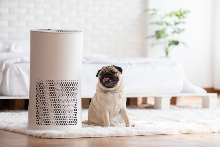 Race de chien carlin et purificateur d'air dans une chambre blanche confortable pour filtrer et nettoyer la poussière PM2.5 HEPA à la maison, pour un air frais et une vie saine, concept de pollution de l'air