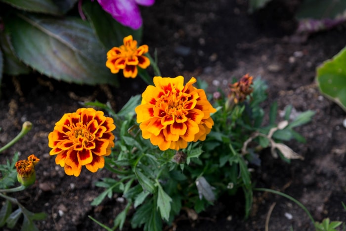 Fleurs de souci orange poussant dans le jardin.