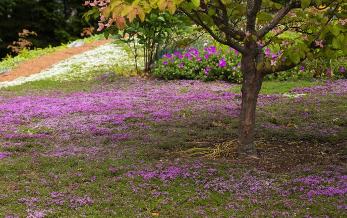 Une pelouse de thym rampant fleurit de fleurs violettes et comprend un arbre et des buissons.