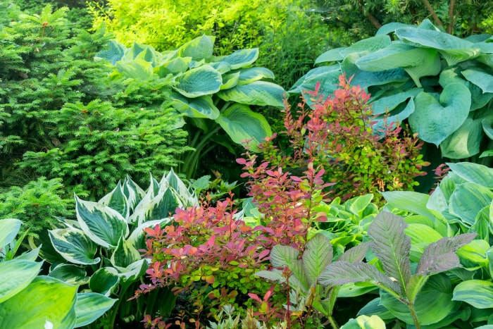 Une variété d'arbustes ornementaux en croissance dans un jardin d'été à la campagne.