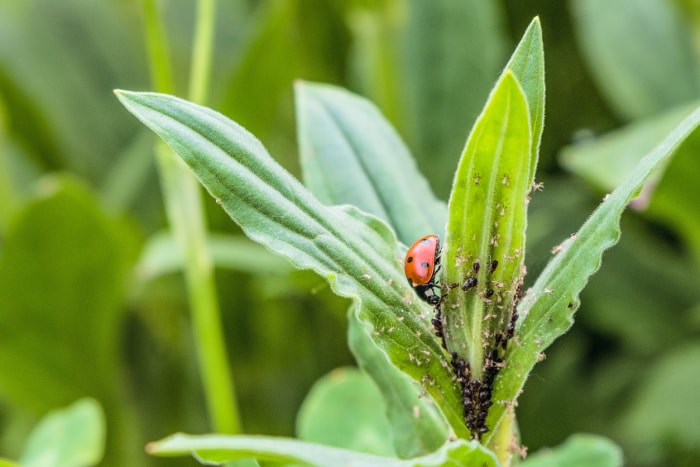 coccinelle sur de longues feuilles mangeant des pucerons