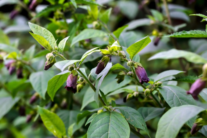 Deadly nightshade (Atropa belladonna)