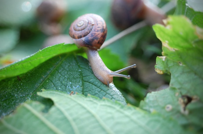 comment attirer les lucioles