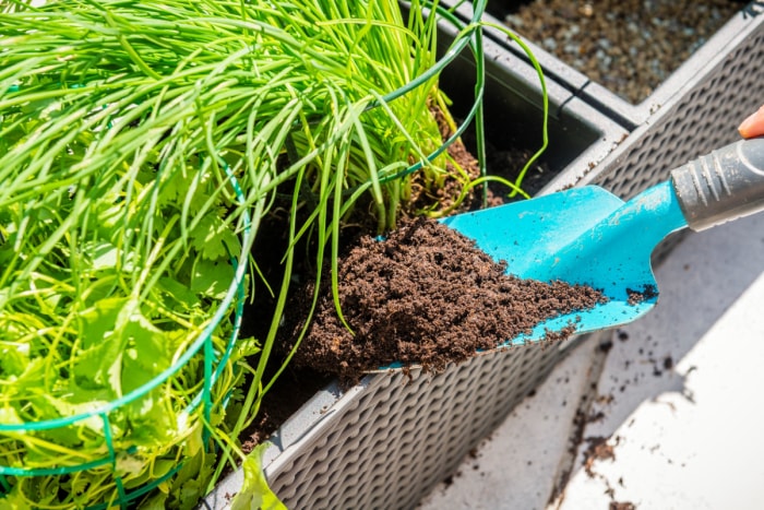 Utilisation d'un outil de jardinage pour ajouter de l'engrais.