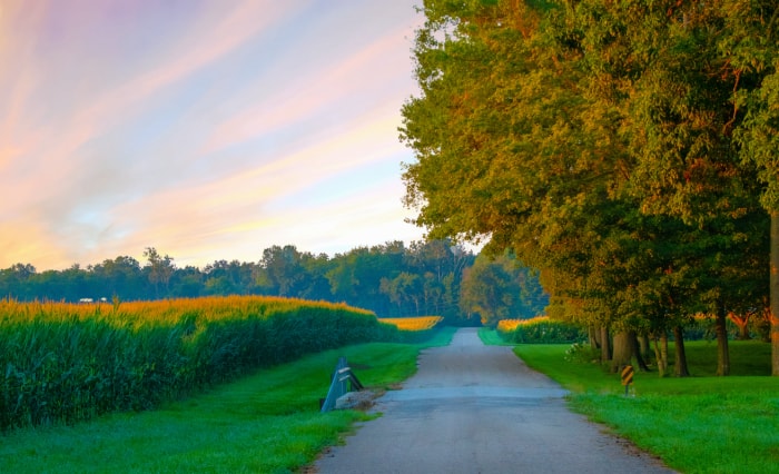 route de campagne avec un champ de maïs d'un côté et de grands arbres devenant orange de l'autre côté