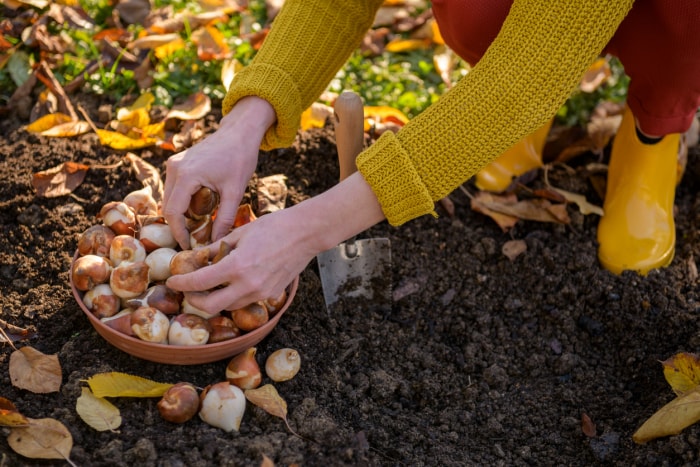 Femme plantant des bulbes de tulipes dans une plate-bande par un bel après-midi d'automne ensoleillé. Culture de tulipes. Arrière-plan des travaux de jardinage d'automne.