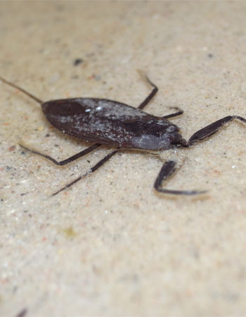 Insectes aquatiques dans votre piscine