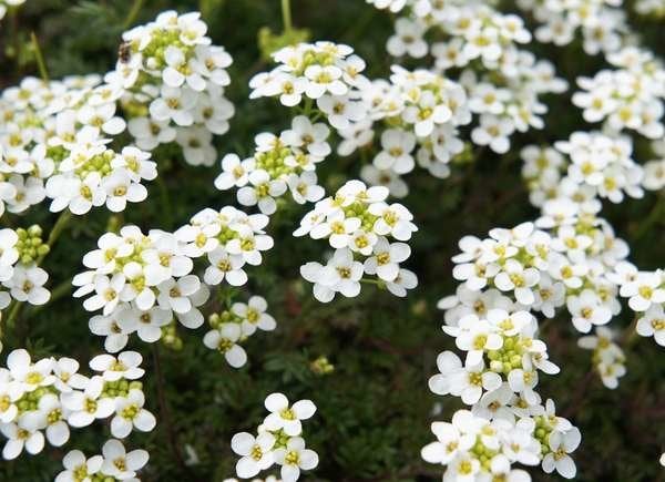 istock plantes pour paniers suspendus Sweet-Alyssum