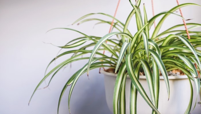 plantes d'intérieur à faible luminosité plante araignée en pot dans un pot suspendu