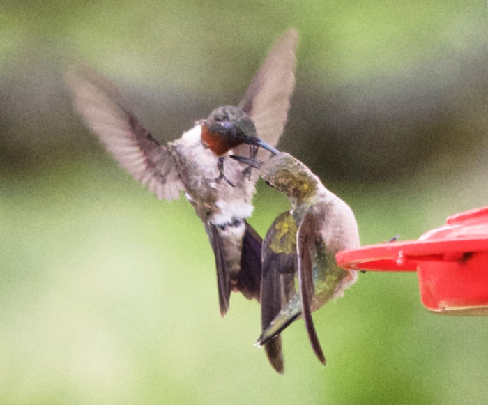 Attirez plus de colibris dans votre jardin en évitant ces 10 erreurs courantes